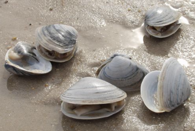 Раковинные узоры - Двустворчатые моллюски